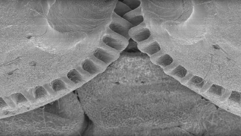 Datei:Issus coleoptratus Zahnrad 1.jpg